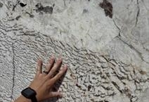 Alabaster White