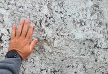 White Taupe